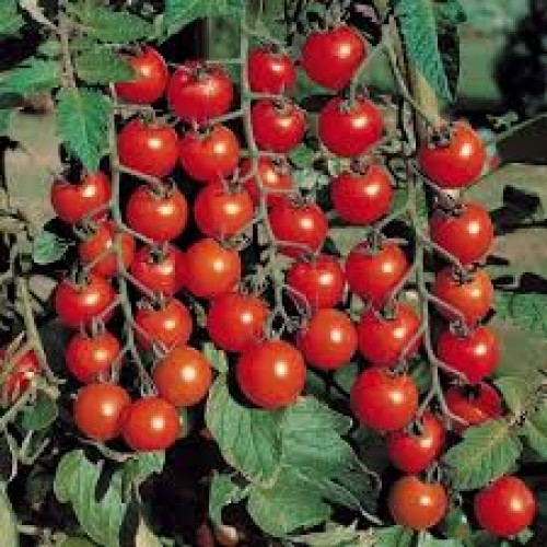 SEMINTE ROSII RED CHERRY  0.5 GR